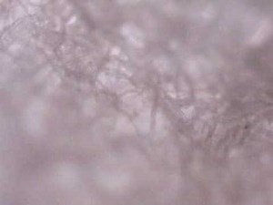 Tissue Paper Under QX5 Microscope(10x,60x,200x)