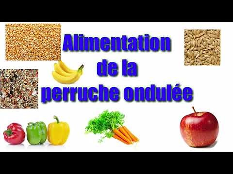 L'alimentation de la perruche ondulée