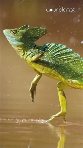 Which Lizard can walk on water like God