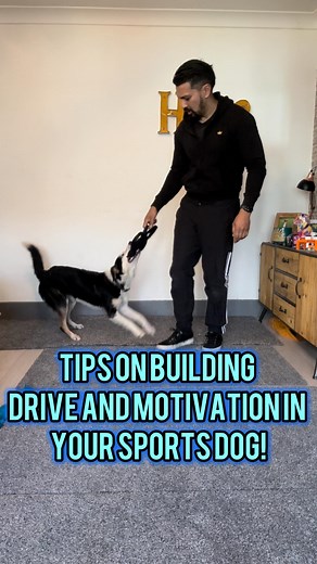 18 reactions | Building drive in dog sports involves several key...