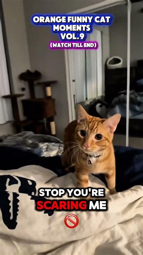 Orange Cat Funny Moments Vol. 9 😂🧡
