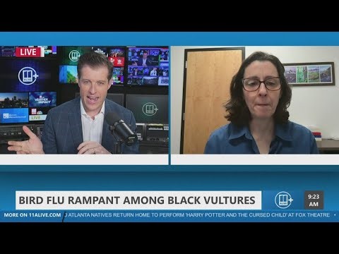 UGA researcher reports on bird flu in black vultures