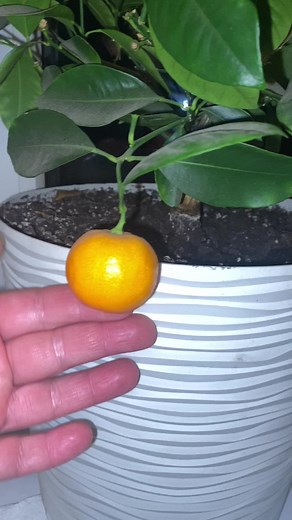 Growing Mandarin Trees at Home: Tips and Tricks