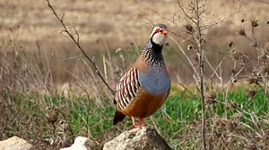 Bird, Beak, Feathers. Free Stock Video