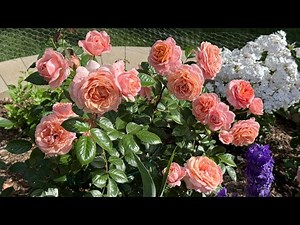22 Roses in Their Most Beautiful Bloom ｜22种玫瑰，绽放出最美的风姿 （Zone 5）