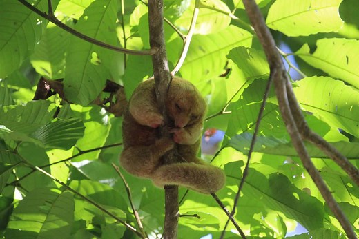 Discover the Mysterious Silky Anteater: Everything To Know About This Small and Slow Creature