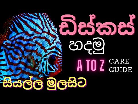 discus fish care in sinhala (Lakiya CS)