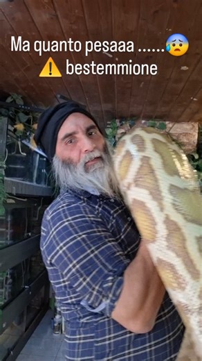 Salvatore Fortuna on Instagram: "Python bivittatus morph caramel femmina 2019 Pesaa e da solo faccio fatica 😆 #python #serpenti #animali #followers #viral"