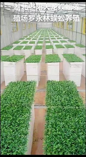 湖北枣阳天龙蜈蚣养殖场，罗永林，蜈蚣养殖，养殖蜈蚣，蜈蚣养殖场，蜈蚣养殖技术，蜈蚣养殖户，养殖蜈蚣需要什么环境？蜈蚣好养吗？