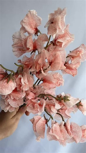 20 reactions | With fragrance so delicate and sweet, it’d be worth it based on the smell alone ️癩 Throw in the fact that they are whimsical, beautiful, and the ideal colors for fall, these sweet peas may just be the perfect pick for a bridal or late-week design. Almost all sweet pea colors are in stock now and ooh they look really good! (Peach and brown tinted sweet pea, codes: SWEAP and SWEBRO) | Potomac Floral Wholesale | Facebook