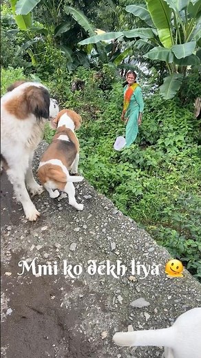 Ma ke liye itna pyar 🥺🫠#beaglecrew #beagle #motherlove #dogshorts #animalshorts #pitbulldog #pets