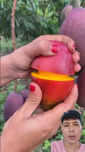 #fruit #satisfying #mango #food #farming #farming101 #urbanfarming #ihavethisthingwithplants