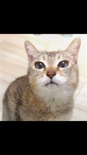 Mei mei ❤️ #toletole #meimei #cat