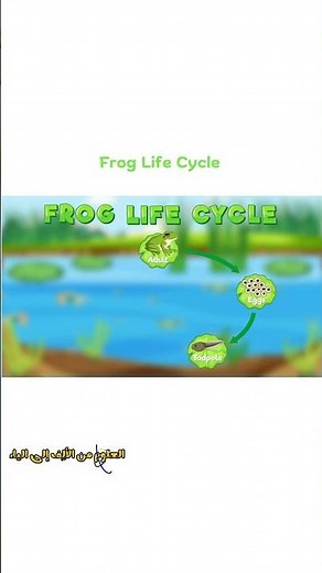 The Amazing Frog Life Cycle🐸