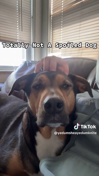 Dogs love head rubs because it taps into their natural instincts for bonding and affection. In the wild, social animals like dogs often groom each other or engage in gentle contact to build trust within the pack. When you rub a dog’s head, it can feel like a friendly gesture that reassures them and strengthens their bond with you. Head rubs also target areas where dogs have sensitive nerve endings, especially around the ears and forehead. These spots release calming endorphins when touched, maki