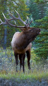 404K views · 10K reactions | Large Bull Elk roaring Wincent tiESc #nature #wildlife #elk | HAWI Studios | Facebook