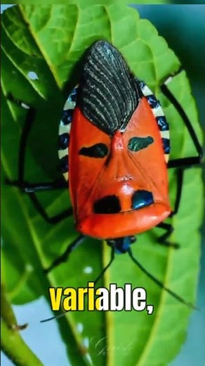 Man Faced Stink Bug -- Bizarre Insects
