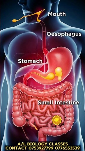 How food moves through the digestive system? #biology