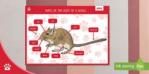 Parts of the Body of a Gerbil - Display Poster