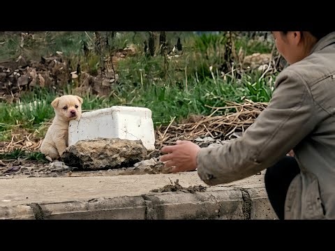 Abandoned Puppy Shivering in the Cold… He Didn’t Know What Was Coming