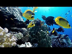 1 Heure De Musique Relaxante Pour Apaiser L' Esprit-Musique Douce Et Calme-Musique De Méditation