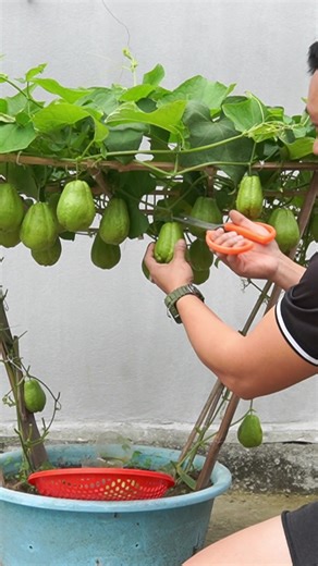 Grow Chayote in Containers for Urban Gardening