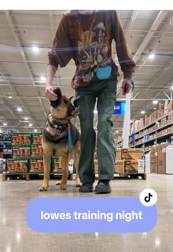 lowes training night out with friends ft. Kipper tweaking.. for some reason 😆 #wildcaughtkipper #kipperthedog #kipper #servicedog #sdit #servicedogintraining #multipurposeservicedog #cardiacalert #cardiacalertdog #cardiacalertservicedog #psychiactricservicedog #psd #germanshepherddog #gsd #germanshepherd #workingline #wlgsd #workinglinegermanshepherd #workingdog #workingdogs #sportdog #bitesports #bitesportdog #bitework #dogbite #bitedog #psa #mondio #mondioring #pots #eds #heds