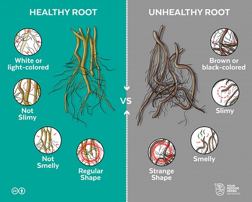 How Healthy Plant Roots Should Be? [Colors and Smell] | Your Indoor Herbs and Garden