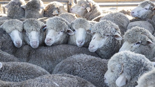 The latest on wool bioharvesting