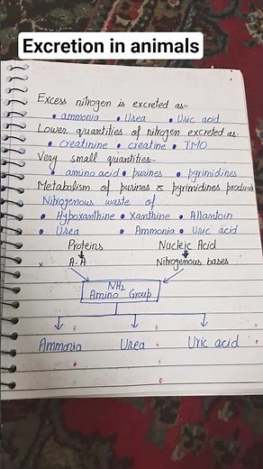 Excretion in animals | Class 12 | intermediate
