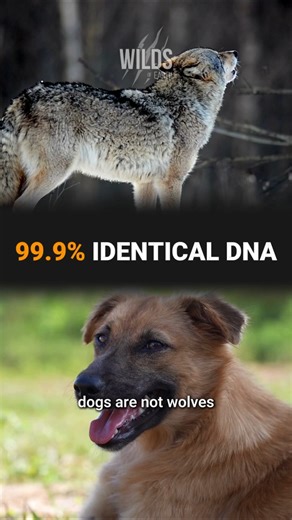 Dogs and Wolves Share 99.9% of Their DNA #animalsfacts #wolf #dog