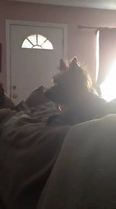 21 reactions | Dogs and the Empire Jingle, quite the combination, right? Well, Rachael S. shared a video of her dog howling to the Empire Jingle, and stated, "I don't know what it is about the jingle in your commercial but every time it comes on, my dog has this reaction...lol!!" Thanks for sharing, Rachael! Has your dog ever howled to the Empire Jingle? | Empire Today | Facebook