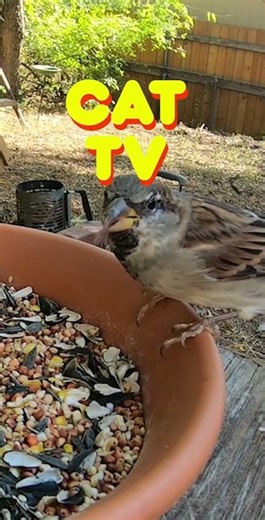 The Best Cat TV - Cat Games in HD 🐱👀 #cattv