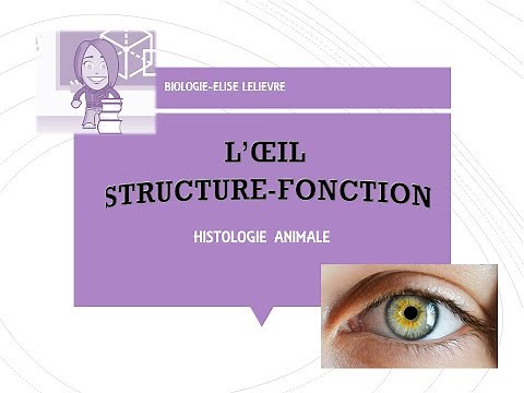 L’œil : Structure-Fonction-Histologie