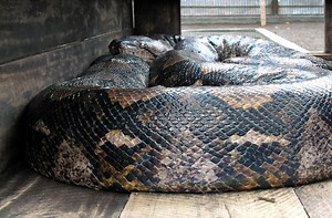 Indonesien: Python verschlingt 25-Jährigen