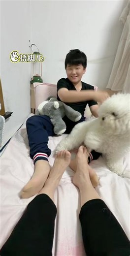穿丝袜挠脚心😄#神兽日常 #哥俩日常 #挠脚心 #哥俩日常生活记录