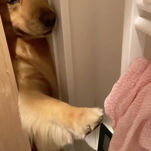 ドアの隙間から伸びる手...............と顔#ゴールデンレトリバー#もっちゃん
