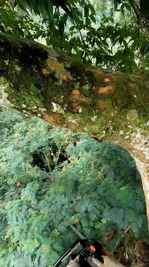 3.1K views · 41 reactions | Branches too big for small machines #chainsaw | Erwan Hasena Putra | Facebook