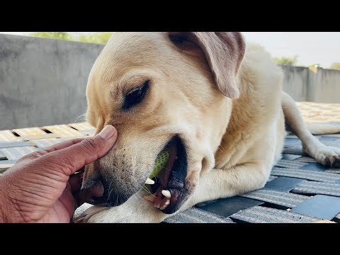 My Labrador Aggressive On Me || Fully trained Dogs Video || Aggressive Dogs Video