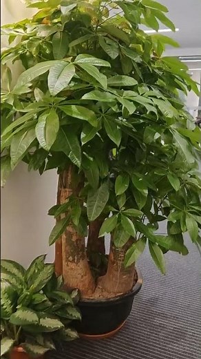 Money Tree Care Tips: Grow Your Pachira Healthy & Green!