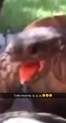 Funny Turtle Moaning Sounds Compilation