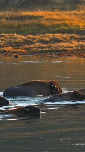 Yellowstone Bison Sounds 🦬 (Slow Motion Moments)