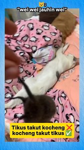 1.6M views · 10K reactions | Dih terbalik wei 﫵 #fyp #viral #funny #trending #fypシ゚ #fypシ #fypシ゚viralシ #cat #kucing #catlovers #hewan #binatang #hewanlucu #meme #oyen | Zerro Sandy | Facebook