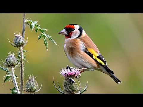 88 Days of Growth: Goldfinch From Egg to Independence | A Gentle Meadow Life Story