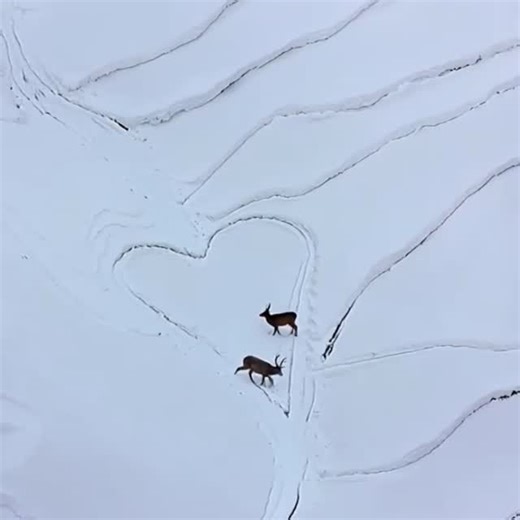 dome 🦭 on Instagram: "𐂂 (Last deer reel for a while. End of the deer triology.) In a study published in 2003, researchers discovered that deer exhibit a remarkable ability to adapt their foraging behavior in response to snow cover, optimizing their energy intake during winter months. #wildlifephotography #winterlandscape #surrealart #weirdcore"