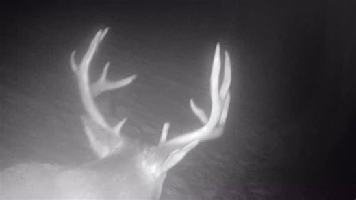 How_To_Hunt on Instagram: "Getting closer to BIG surprises on the #gardeprocameras can’t WAIT! #blacktailhunter #blacktaildeer #blacktail #deerhunting #hunting #howtohunt #bowhunting #solohunter #huntingbc"