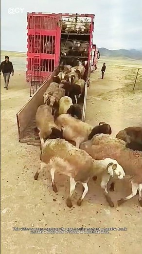 How to Transport Sheep Like a Pro 🐑🚚↓