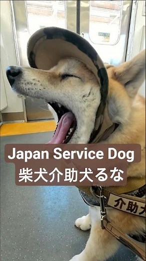 車椅子を支える介助犬と電車での移動