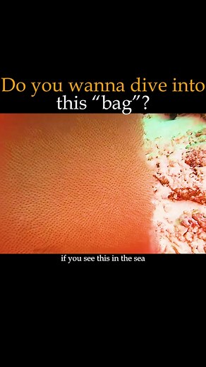 Exploring the Mysteries of Pyrosomes in the Ocean