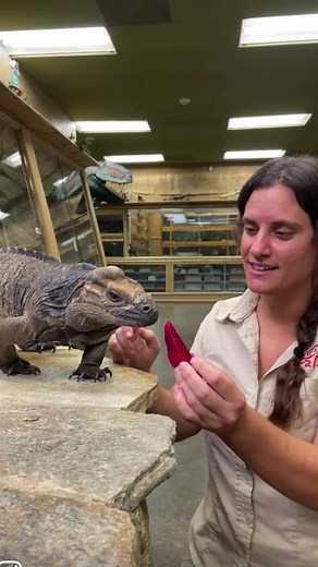 4.9M views · 141K reactions | Don’t knock it till you try it 年 #reels #animals #reptiles #feeding #snakes #lizards #giant #thereptilezoo | The Reptile Zoo | Facebook